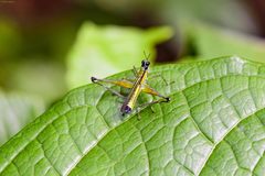 Eumastax