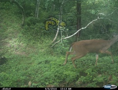 Odocoileus virginianus sinaloae