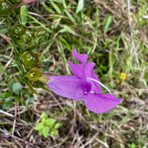 Beach False Foxglove (Agalinis fasciculata)