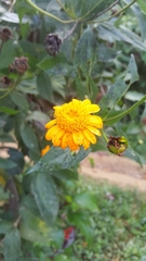 Lasianthaea macrocephala