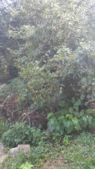 Lasianthaea macrocephala