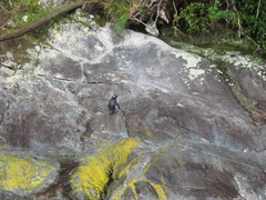 Eudyptes pachyrhynchus