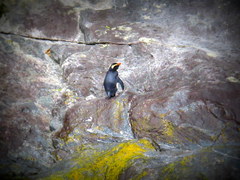 Eudyptes pachyrhynchus