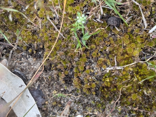 Rosulabryum campylothecium observed 2025-10-27