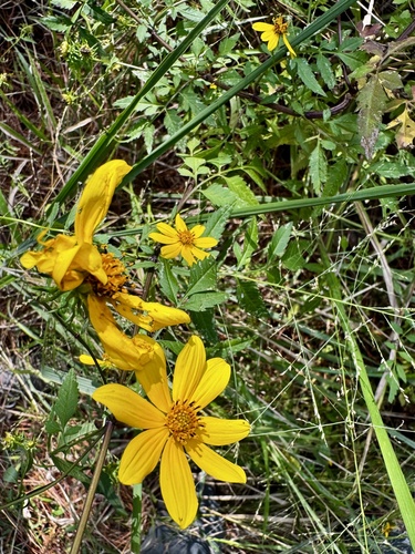 Bearded Beggarticks (Bidens aristosa)