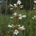 Foxglove Beardtongue - Photo (c) Pat Deacon, some rights reserved (CC BY-NC), uploaded by Pat Deacon