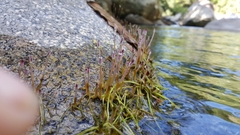 Marathrum plumosum
