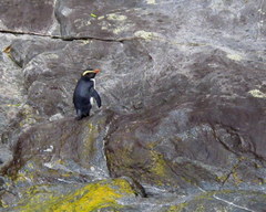 Eudyptes pachyrhynchus