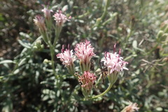 Palafoxia linearis linearis