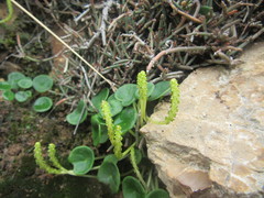 Peperomia verruculosa