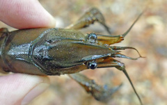 Procambarus spiculifer