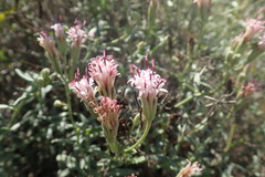 Palafoxia linearis linearis