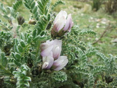 Astragalus garbancillo