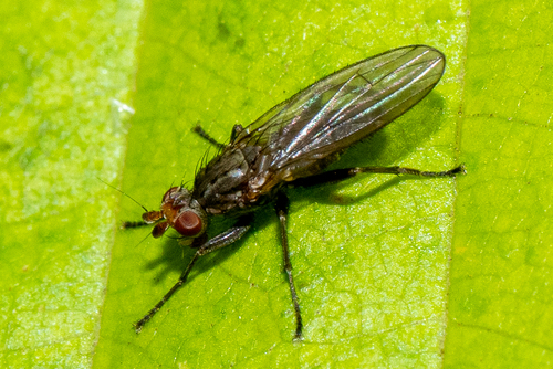 Unknown species found near Frederick County, MD, USA