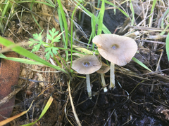 Bolbitius reticulatus