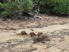 Gallirallus australis scotti