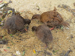 Gallirallus australis scotti