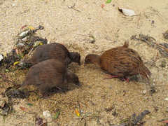 Gallirallus australis scotti