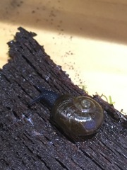 Macrocyclis peruvianus