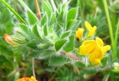 Lotus subbiflorus subbiflorus