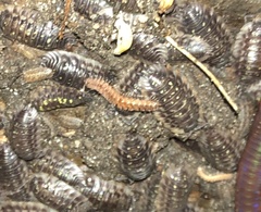 Polydesmus