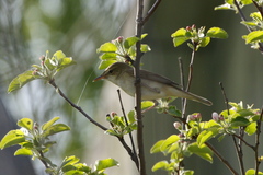 Acrocephalus dumetorum