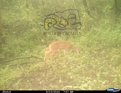 Odocoileus virginianus sinaloae