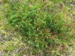 Lotus subbiflorus subbiflorus