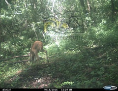 Odocoileus virginianus sinaloae