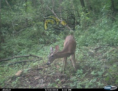 Odocoileus virginianus sinaloae