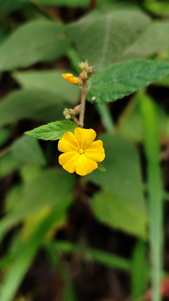 Waltheria viscosissima