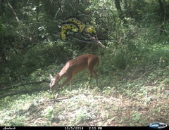 Odocoileus virginianus sinaloae