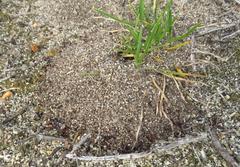 Tetramorium sericeiventre