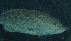 Mycteroperca venenosa