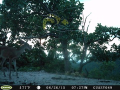 Odocoileus virginianus sinaloae