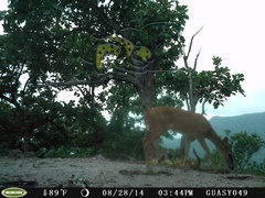Odocoileus virginianus sinaloae