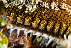 Astropecten spinulosus