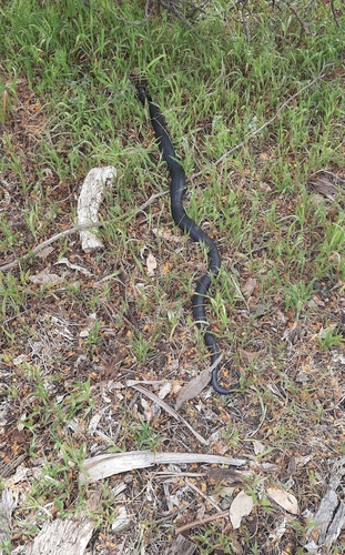 Red-bellied Black Snake sighting