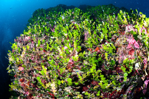 Photo of Halimeda (Halimeda tuna)