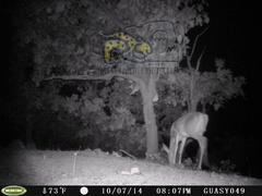 Odocoileus virginianus sinaloae