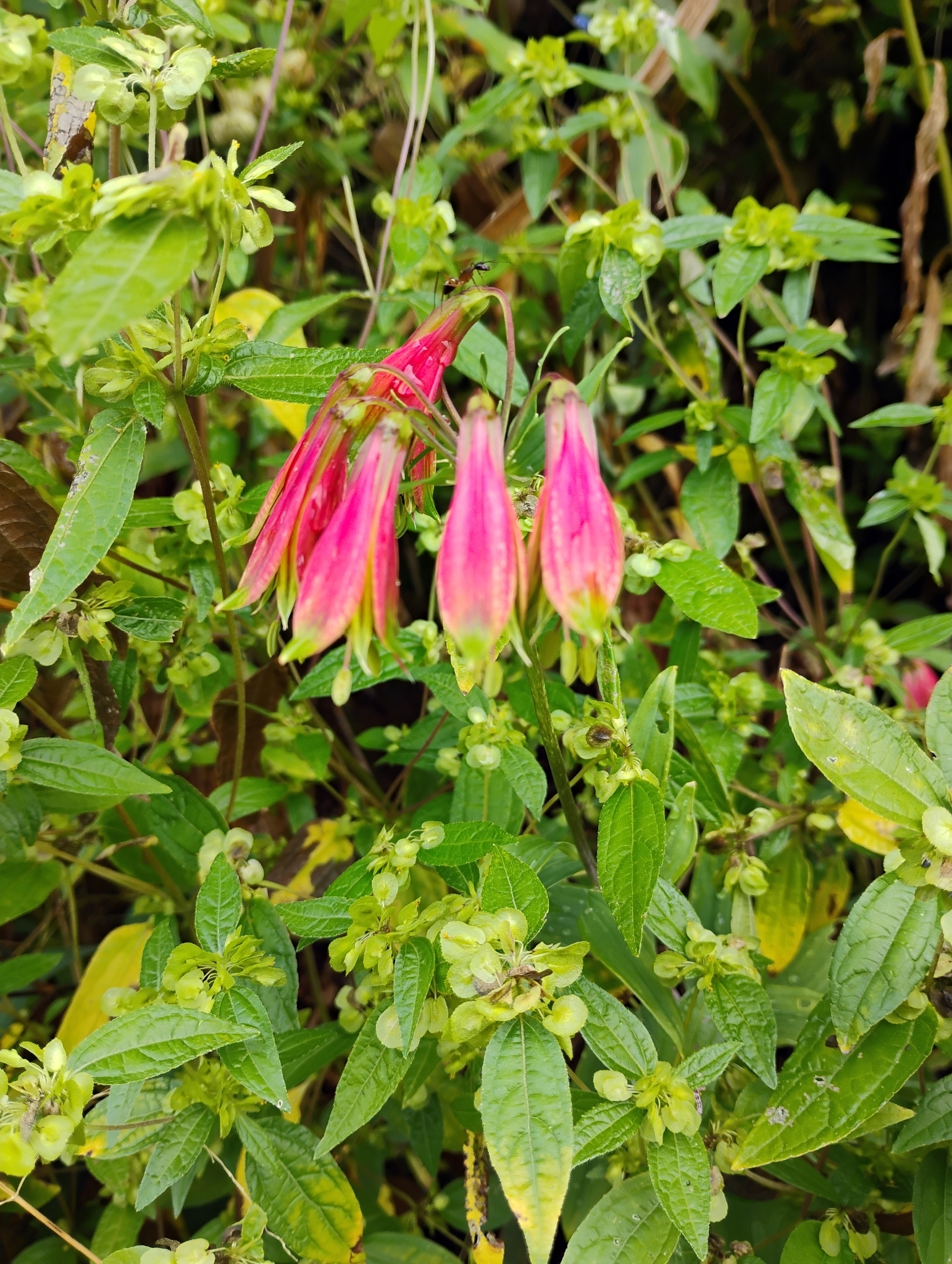 Alstroemeria longistaminea