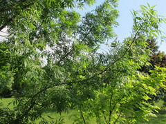 Fraxinus angustifolia oxycarpa