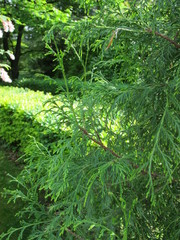 Cupressus pendula