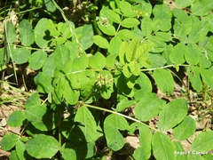 Astragalus glycyphyllos