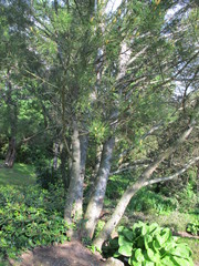 Pinus bungeana