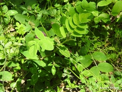 Astragalus glycyphyllos