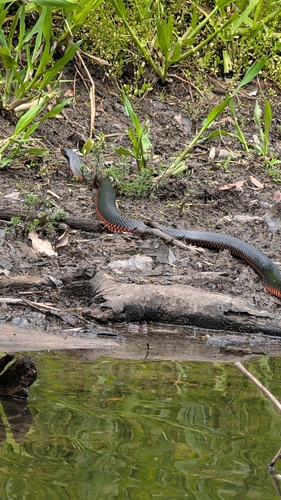 Red-bellied Black Snake sighting