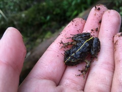 Eupsophus emiliopugini