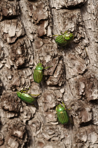 Glorious Jewel Scarab photo 5
