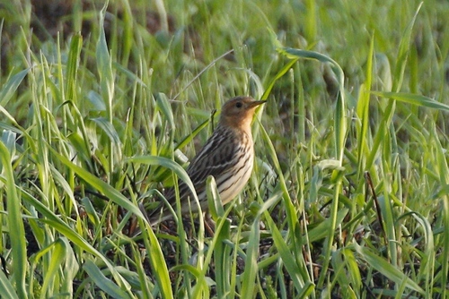 Bisbita gorjirrojo (Anthus cervinus)